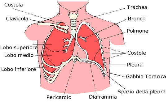 L'apparato respiratorio - COM' E' IL NOSTRO APPARATO RESPIRATORIO, COME RESPIRIAMO, CURA I TUOI POLMONI